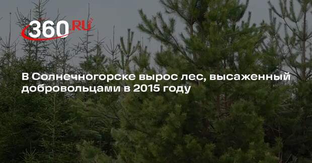 В Солнечногорске вырос лес, высаженный добровольцами в 2015 году