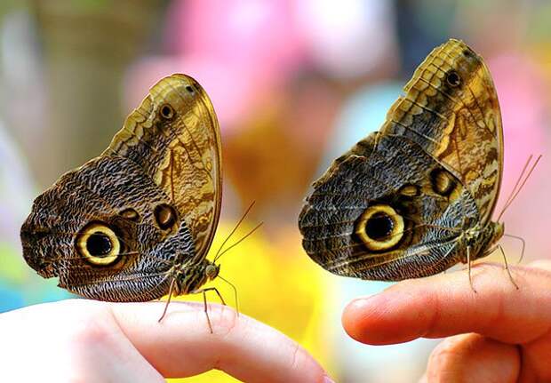 животные близнецы бабочки