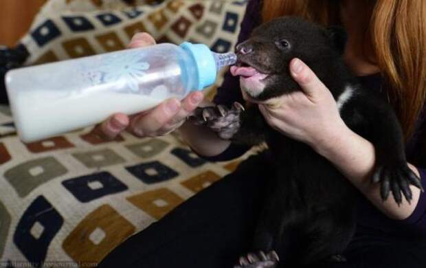 Браконьеры подбросили хабаровским зоозащитникам гималайских медвежат