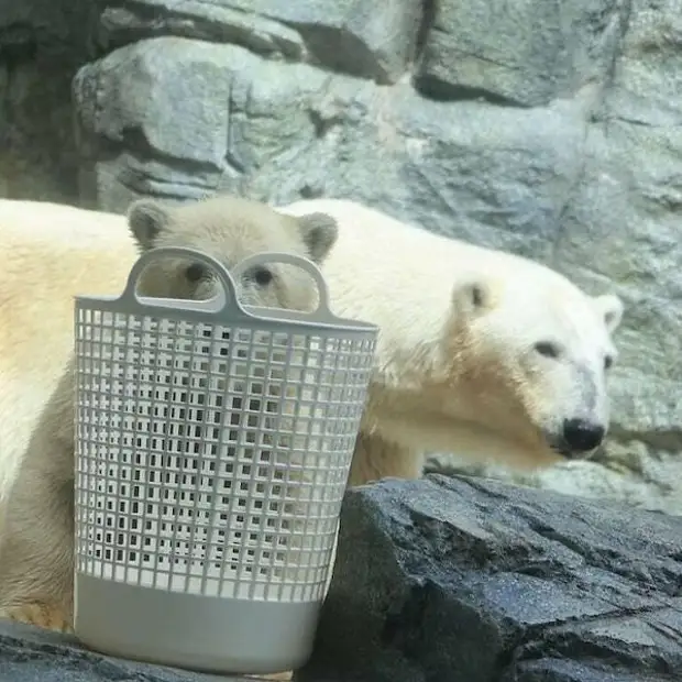 Забавные медведи и медвежата