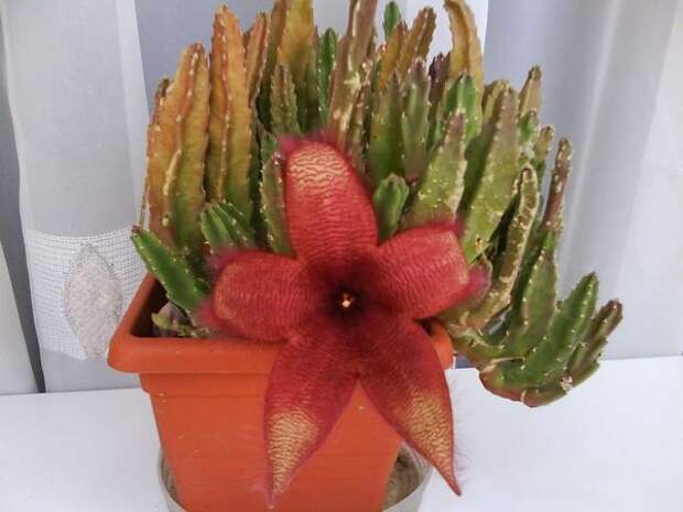 молодой цветок стапелии петрой STAPELIA VARIEGATA