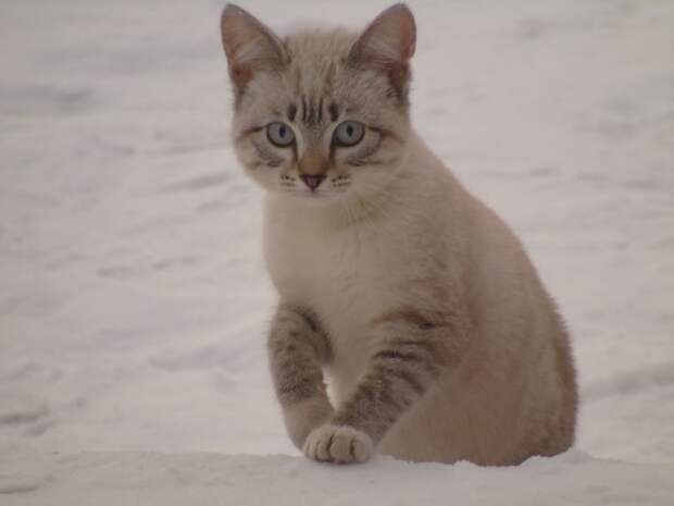 16.  животные, коты