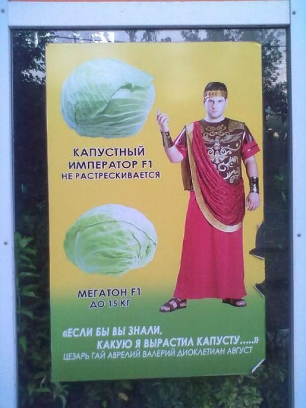 Диоклетиан и капуста. Римский император диоклетиан (284-305). Диоклетиан выращивал капусту. Если бы видели какую я вырастил капусту. Если бы видели какую я вырастил капусту.