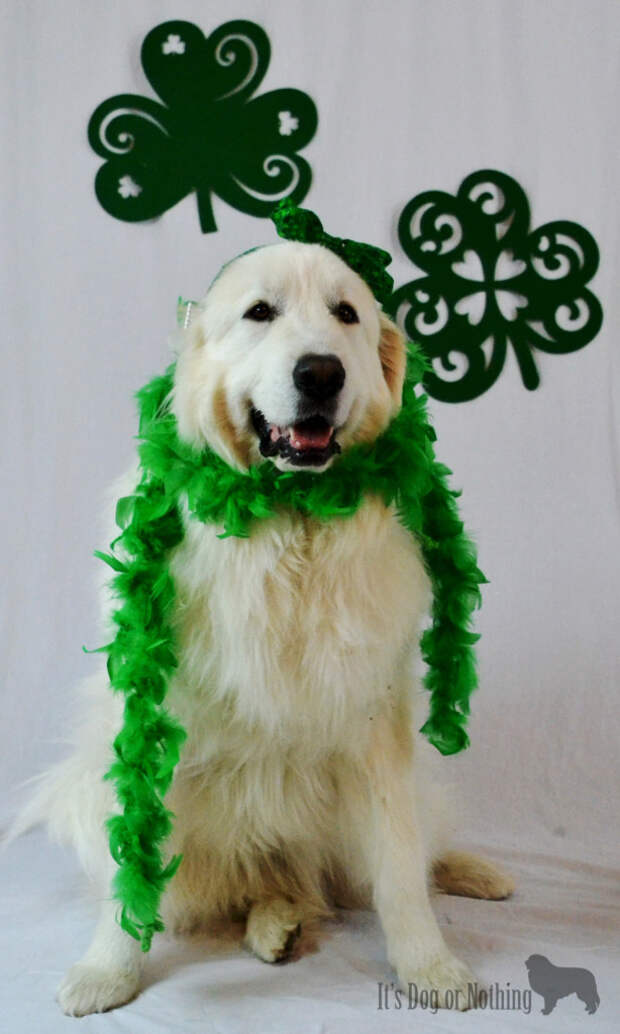 Great Pyrenees on St. Patrick's Day