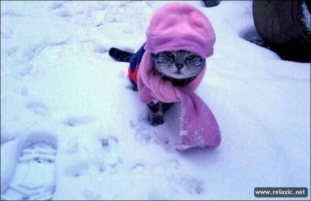 funny_animals_058