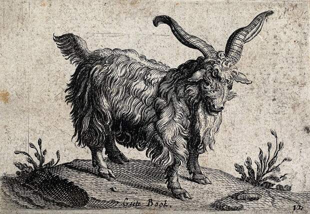 A_billy_goat_with_long_horns._Wood_engraving._Wellcome_V0021554.jpg