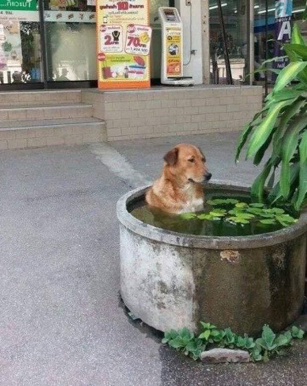 собака в бассейне