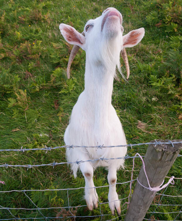 goat