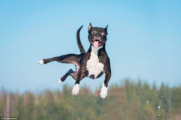 Собаки бросили вызов гравитации в серии забавных фотографий 