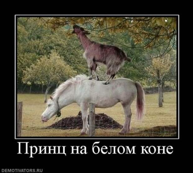 Демотиваторы, приколы без особого смысла.
