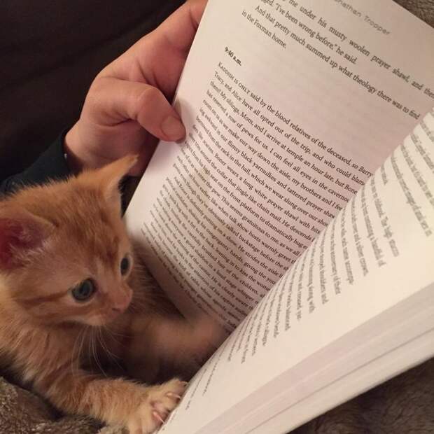 19. ...или почитать хорошую книгу 19. ...или почитать хорошую книгу животное, настроение