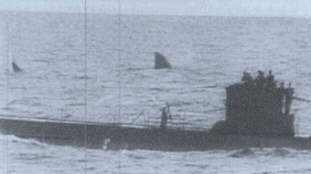 подводная лодка и акула