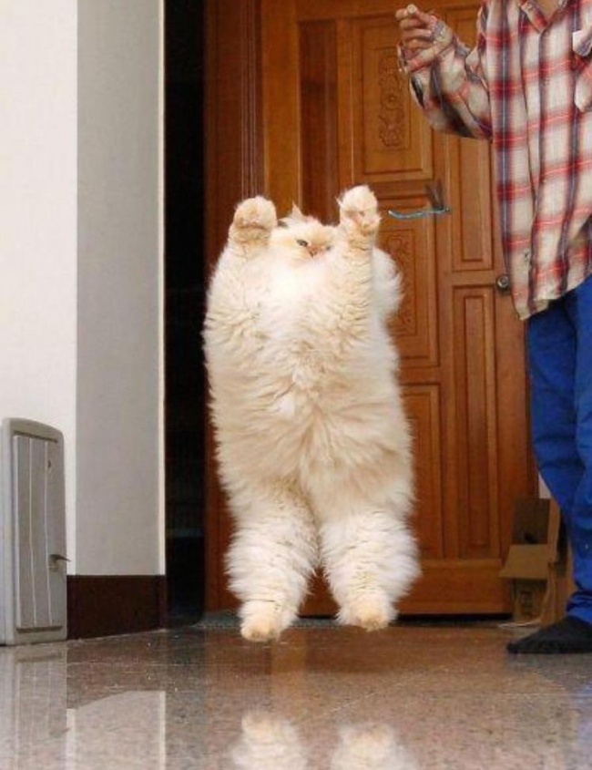 Большие коты