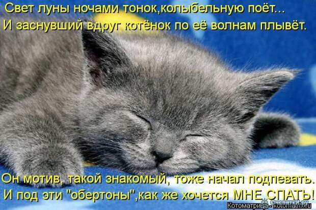 Смешные кошки в котоматрице 27
