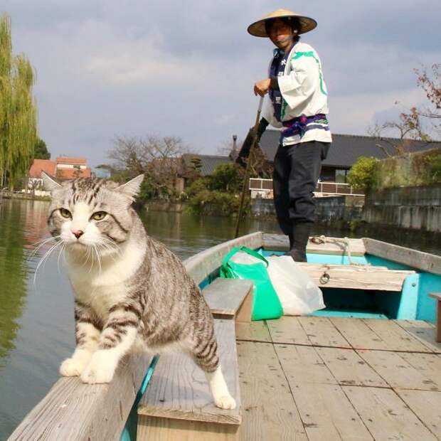 Фото японского кота, которые заставят тебя сказать: "Как скучно я живу..." коты, фото, это интересно