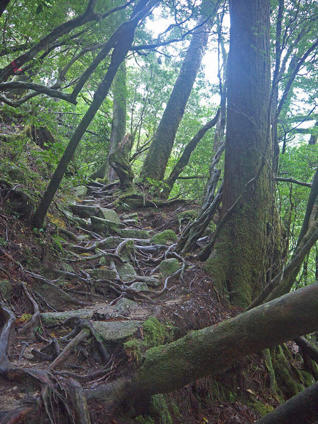 Япония, Якусима, остров, якушима, yakushima, лес, yakusugi land, кедр, мох, камни, поход, зеленый, дерево, тропинка