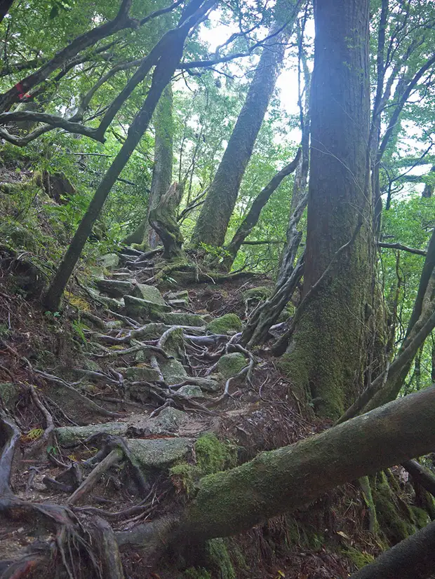 , , , , yakushima, , yakusugi land, , , , , , , 