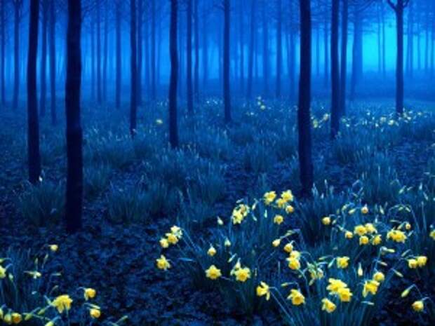 7 Scary Forests That You Wouldn’t Be Caught Dead In!