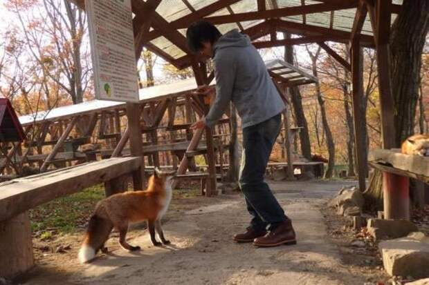 Zao Fox Village, заповедник Zao Fox Village, где можнл поиграть с лисицами, заповедник с лисицами, японский заповедник с лисицами