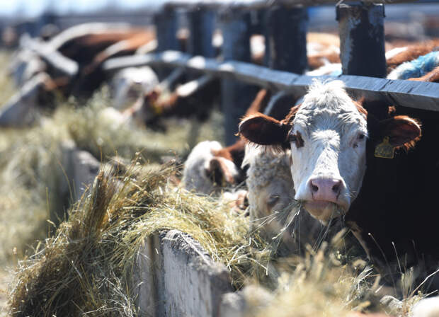 В Новосибирской области произведены первые выплаты владельцам животных, изъятых в рамках противоэпизоотических мер