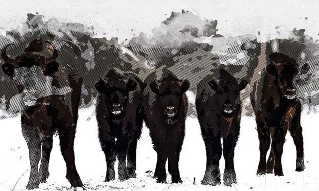 В Орловской области число зубров перевалило за 900 голов