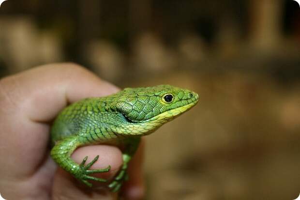 Древесная аброния (лат. Abronia graminea)