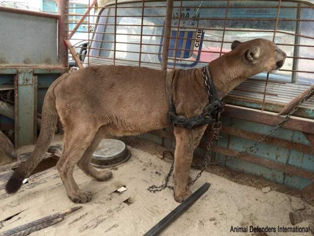 История о спасении пумы, которая жила в грузовике животные, спасение