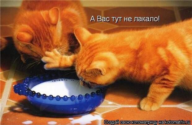 Лучшие котоматрицы недели