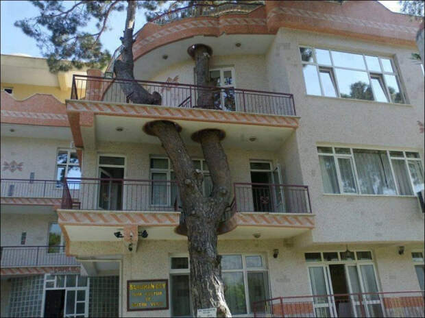 деревья, которые стали частью дизайна