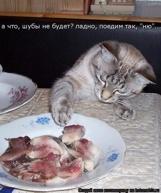 Лучшие котоматрицы недели (50 фото) Лучшие котоматрицы недели (50 фото)