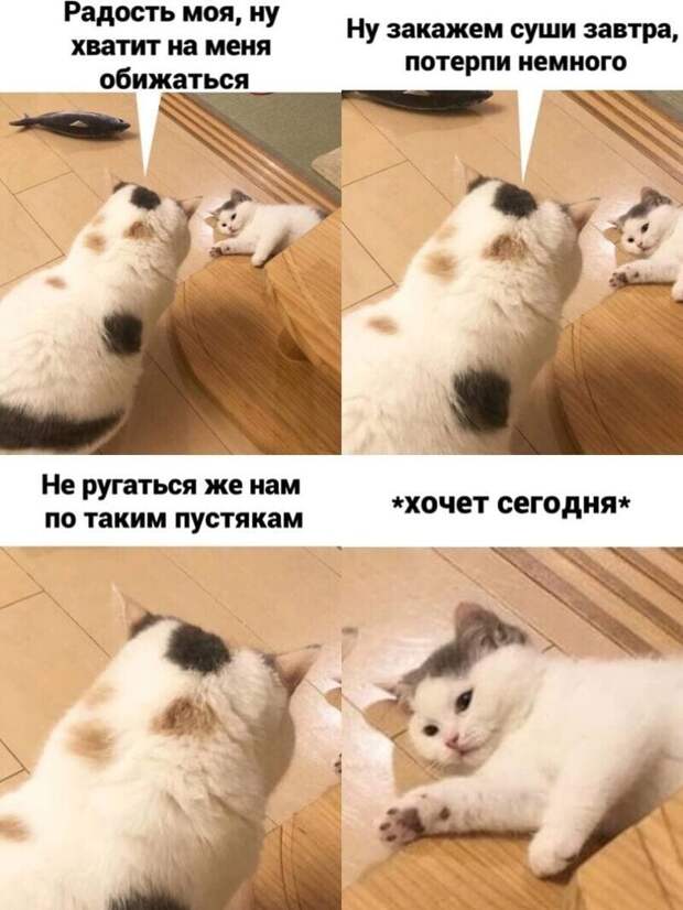 Самые удачные котомемы Рунета Самые удачные котомемы Рунета