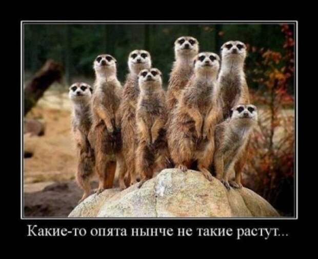 Картинки демотиваторы с приколом.