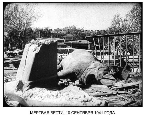 Как переживали блокаду звери Ленинградского зоопарка
