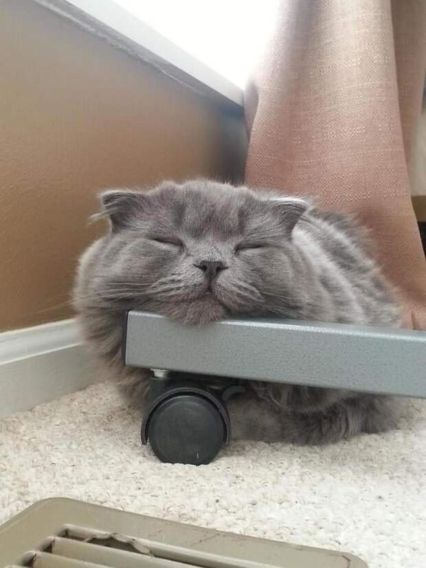 Коты и кошки, которые могут заснуть где угодно