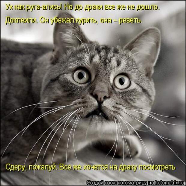 Новая котоматрица (32 фото)