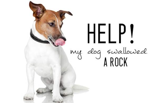 Has your dog swallowed a rock or other foreign object? Don't panic - here's what to do.