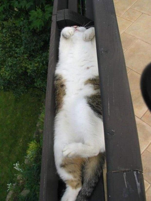 Немного спящих котов коты, милота, сон