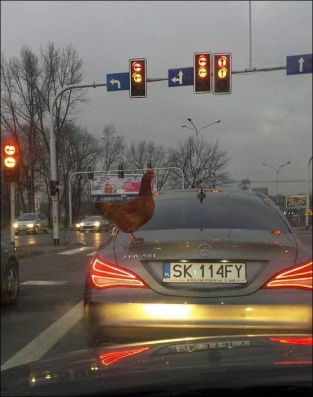 18.  авто, автоприколы, приколы