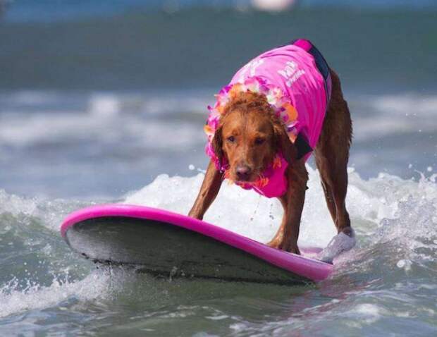 Пёс-серфингист, помогающий детям с ограниченными возможностями животные, серфинг, собака