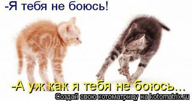 Котоматрица Котоматрица