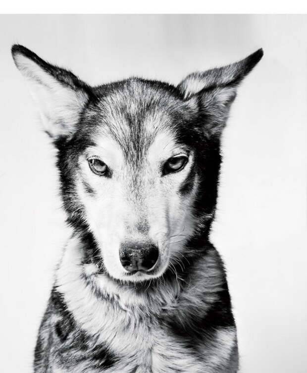 Ездовые собаки в фотографиях Albert Lewis