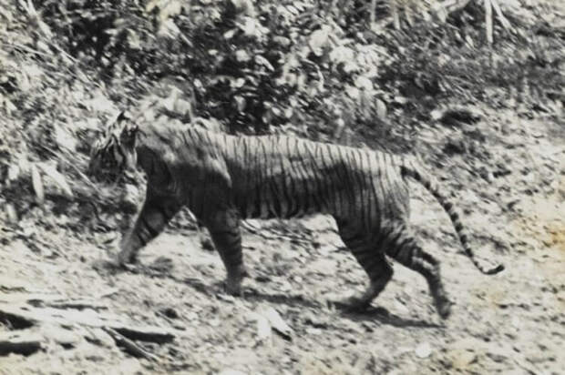 Яванский тигр: скорее жив, чем мёртв?