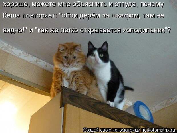 Котоматрица: хорошо, можете мне объяснить и оттуда, почему Кеша повторяет: "обои дерём за шкафом, там не  видно!" и "как же легко открывается холодильник"?