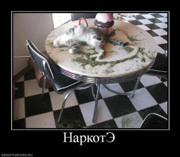 Демотиваторы, приколы без особого смысла.
