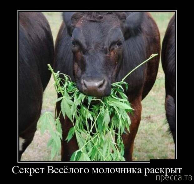 Самые злобные демотиваторы, часть 112 (41 фото)