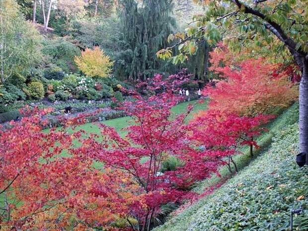 Место чарующее своей красотой и живой природой - The Butchart Gardens. 
