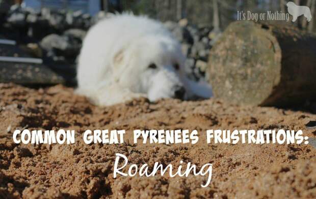 How to prevent and manage Great Pyrenees roaming to keep your dog safe and happy.