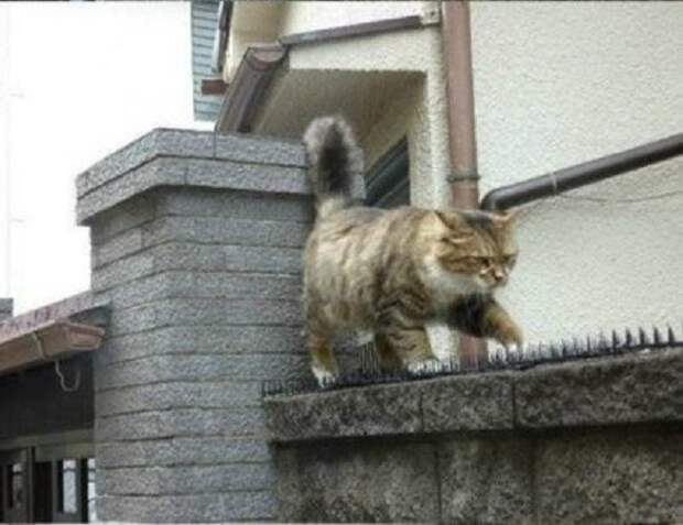 Да что вы знаете про любовь?  кот, кошка, любовь