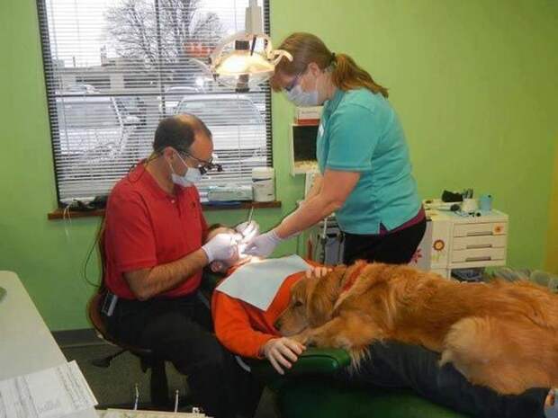3. Этот стоматолог берёт свою собаку на работу, чтобы успокоить переживающих детей животные, офис, работа, собаки