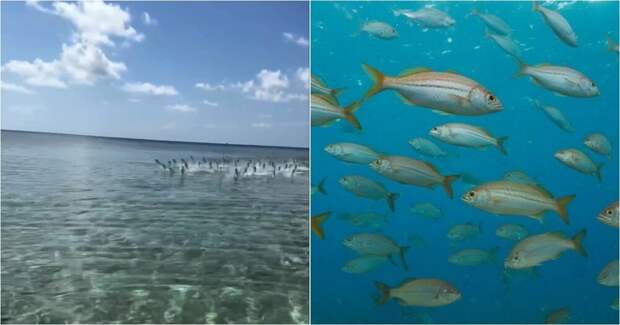 На Мальдивах российскую туристку атаковал косяк рыб